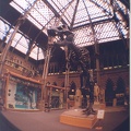 Dinosaur at the University Museum