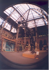 Dinosaur at the University Museum
