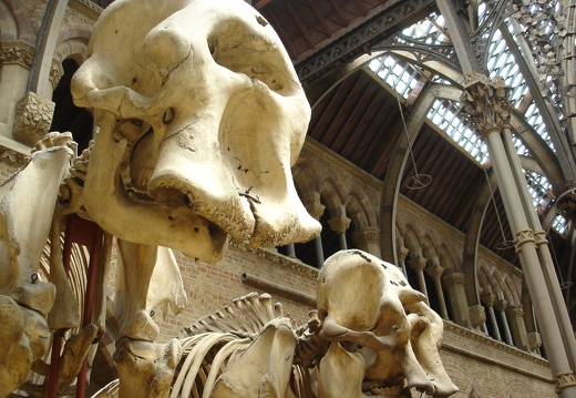 Muséeum d’Histoire Naturelle