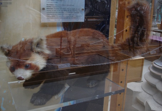 Firefox