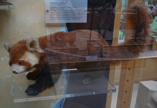 Firefox