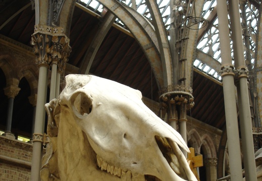 Muséeum d’Histoire Naturelle