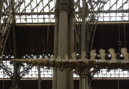 Muséeum d’Histoire Naturelle