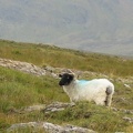 Chef des moutons irlandais
