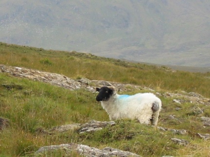 Chef des moutons irlandais