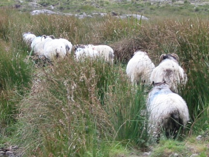 Moutons irlandais