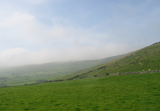 Les prairies irlandaises sont bien vertes