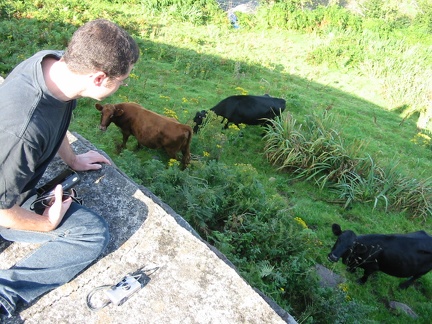 Matth et ses premières vaches irlandaises