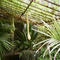 Les serres du jardin botanique