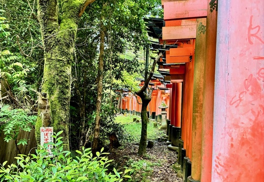 Fushimi Inari Taisha Sembon Torii