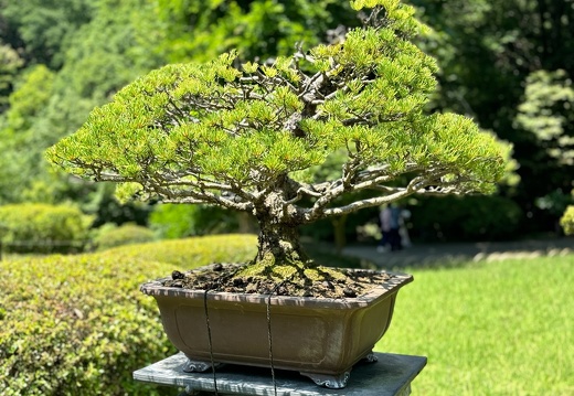 Meiji-jingū