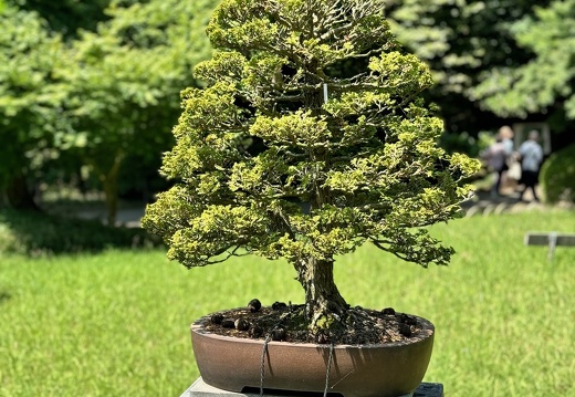 Meiji-jingū