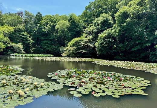 Meiji-jingū