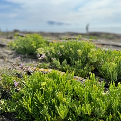 Quiberon 2024