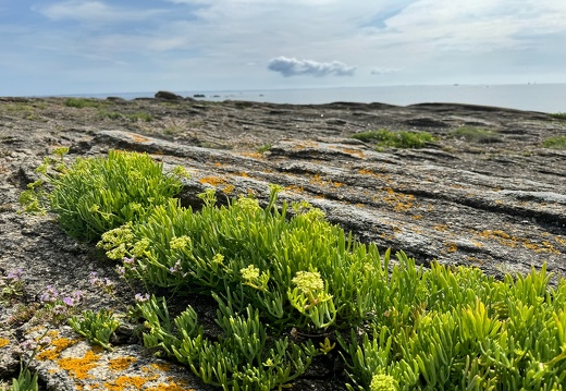 Quiberon 2024
